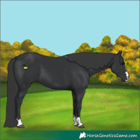 Horse Color:Black 