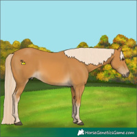 Horse Color:Palomino