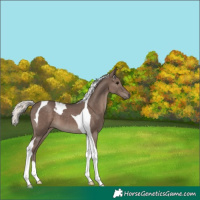 Horse Color:Silver Black Tobiano 
