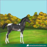 Horse Color:Black Tobiano 