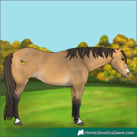 Horse Color:Buckskin 