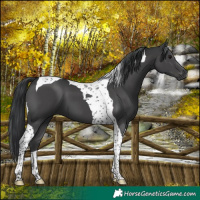 Horse Color:Black Tobiano 