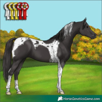 Horse Color:Smoky Black Tobiano 