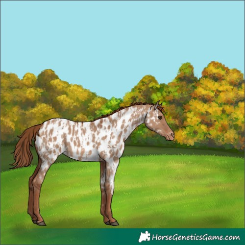Horse Color:Red Dun Appaloosa  and Red Dun Appaloosa 