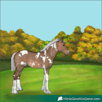Horse Color:White Spotted Silver Brown Dun Tobiano 