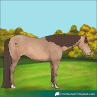Horse Color:Amber Champagne 