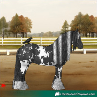 Horse Color:White Spotted Black 