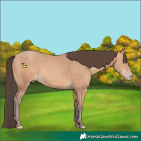 Horse Color:Amber Champagne 