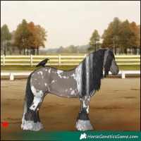 Horse Color:White Spotted Grullo 