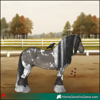 Horse Color:White Spotted Grullo 