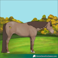 Horse Color:Classic Champagne 