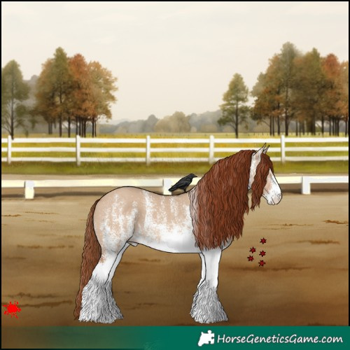 Horse Color:White Spotted Red Dun 