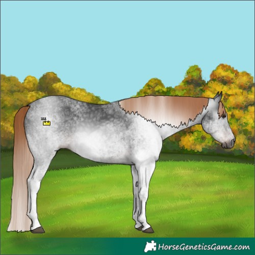 Horse Color:Gray White Spotted Liver Chestnut