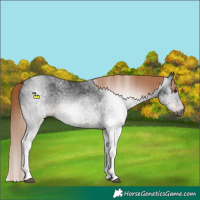 Horse Color:Gray White Spotted Liver Chestnut 