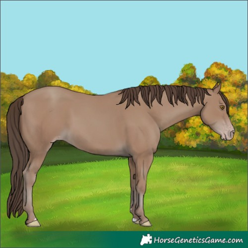 Horse Color:Classic Champagne 