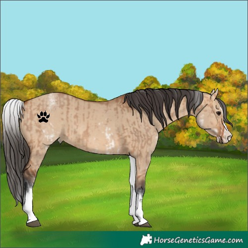 Horse Color:White Spotted Bay Dun Rabicano  and White Spotted Bay Dun Splash Rabicano 