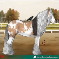 Horse Color:White Spotted Bay Dun Splash 
