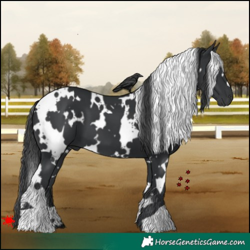 Horse Color:White Spotted Black 