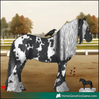 Horse Color:White Spotted Black 