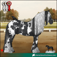 Horse Color:White Spotted Black 