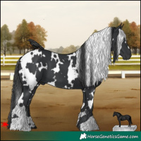 Horse Color:White Spotted Black 