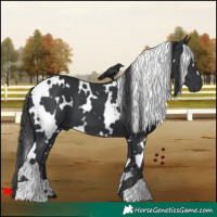Horse Color:White Spotted Black 