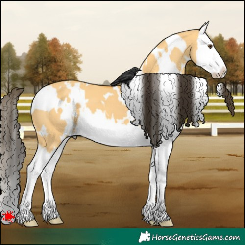 Horse Color:White Spotted Buckskin Dun Splash 