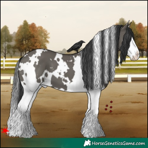 Horse Color:White Spotted Grullo Splash 