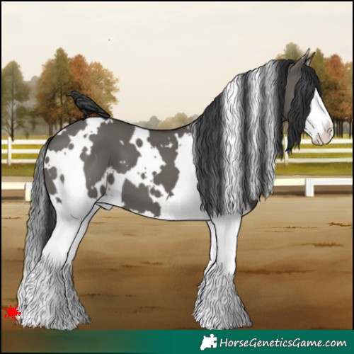 Horse Color:White Spotted Grullo Splash 