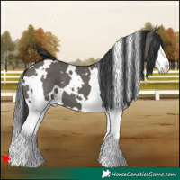 Horse Color:White Spotted Grullo Splash