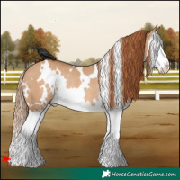 Horse Color:White Spotted Red Dun Splash Rabicano