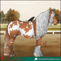Horse Color:White Spotted Chestnut 