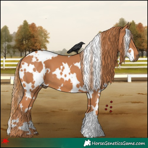 Horse Color:White Spotted Chestnut 