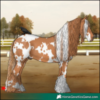 Horse Color:White Spotted Chestnut