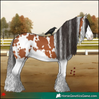 Horse Color:White Spotted Bay Splash