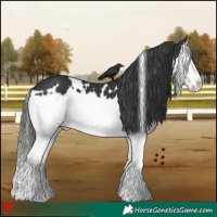 Horse Color:White Spotted Black Splash 