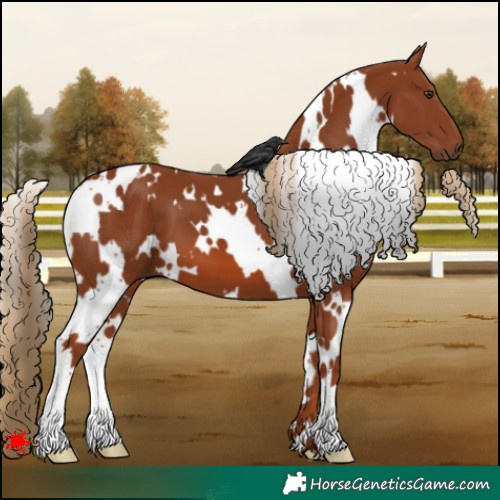 Horse Color:White Spotted Chestnut 