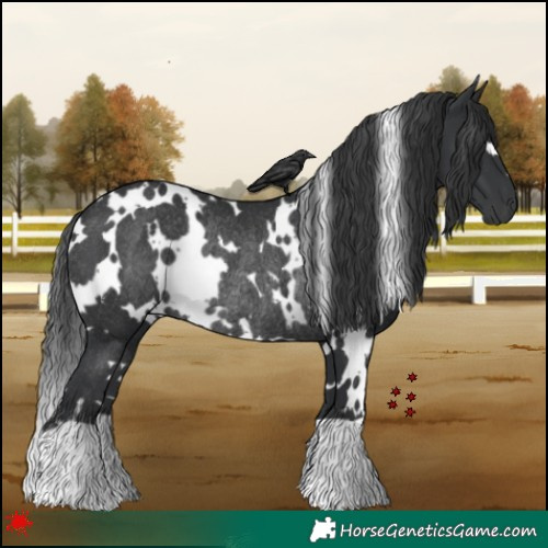 Horse Color:White Spotted Black Rabicano