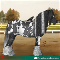 Horse Color:White Spotted Black Rabicano 