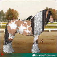 Horse Color:White Spotted Bay Dun 