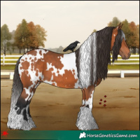 Horse Color:White Spotted Bay 