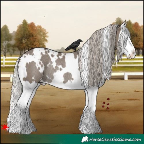 Horse Color:White Spotted Silver Grullo Splash Rabicano 