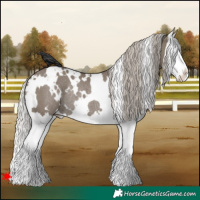 Horse Color:White Spotted Silver Grullo Splash Rabicano 