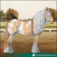 Horse Color:White Spotted Red Dun 
