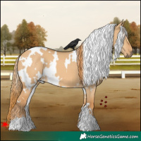 Horse Color:White Spotted Red Dun 