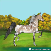 Horse Color:White Spotted Brown Dun 