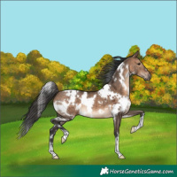 Horse Color:White Spotted Brown Dun 