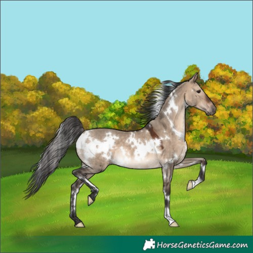 Horse Color:White Spotted Brown Dun