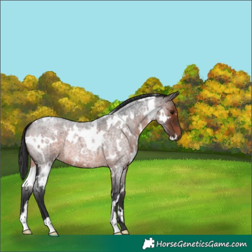 Horse Color:White Spotted Brown Roan 