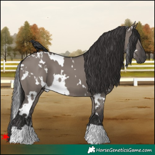 Horse Color:White Spotted Smoky Grullo 